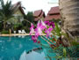 Thai Garden Hill Resort 005