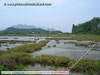 Kui Buri National Park 8998